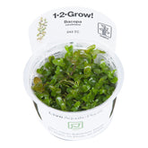 043 TC 虎耳 Bacopa caroliniana